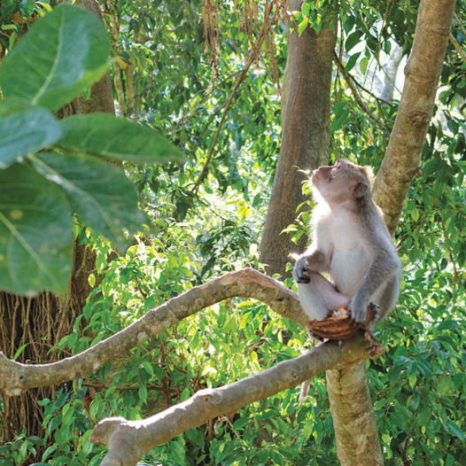 Bachelor of Science in Biology (Botany or Zoology Option)