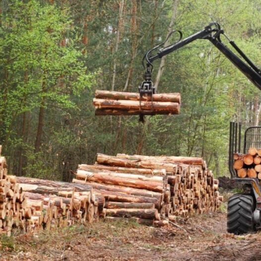 Bachelor of Science (Forestry)