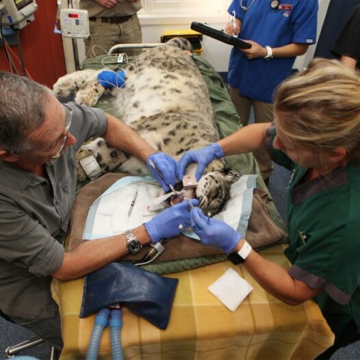Bachelor of Veterinary Medicine