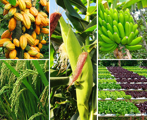 Bachelor of Science (Agricultural Economics and Rural Development)