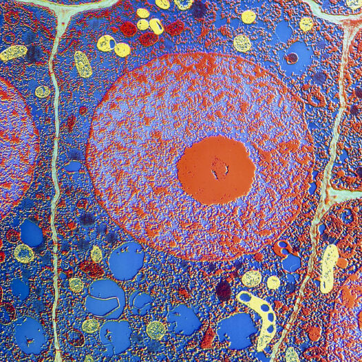 Bachelor of Science (Molecular & Cellular Biology)